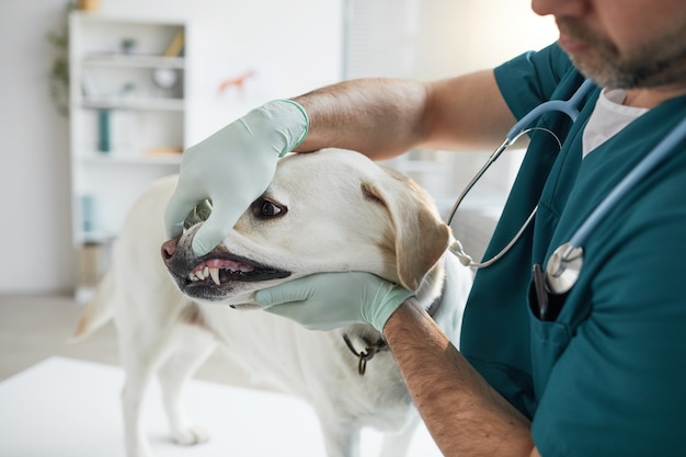 Ritratto ritagliato di veterinario maturo che esamina i denti dei cani durante la consultazione presso la clinica veterinaria, copia spazio