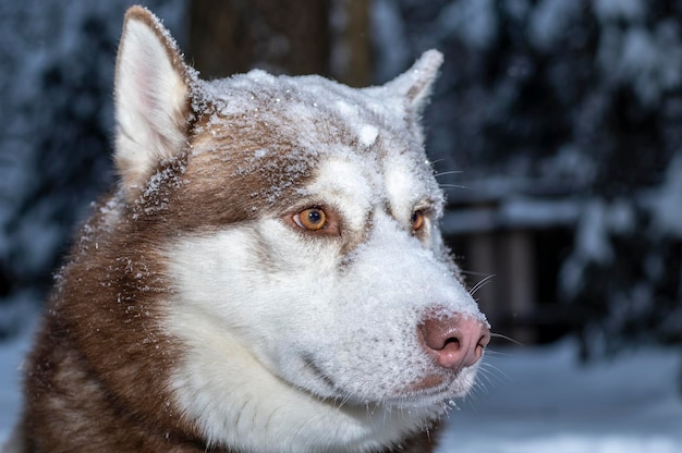 Ritratto rosso cane husky siberiano sdraiato sulla neve nella foresta invernale, vista frontale. Avvicinamento.
