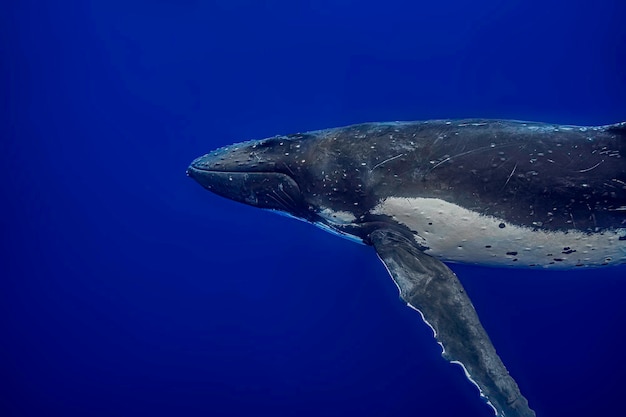 Ritratto sottomarino di una balena gobba Megaptera novaengliae