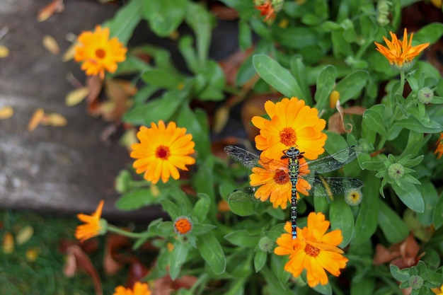 Ritratto superiore della libellula verde e blu sul fiore d'arancio con copyspace