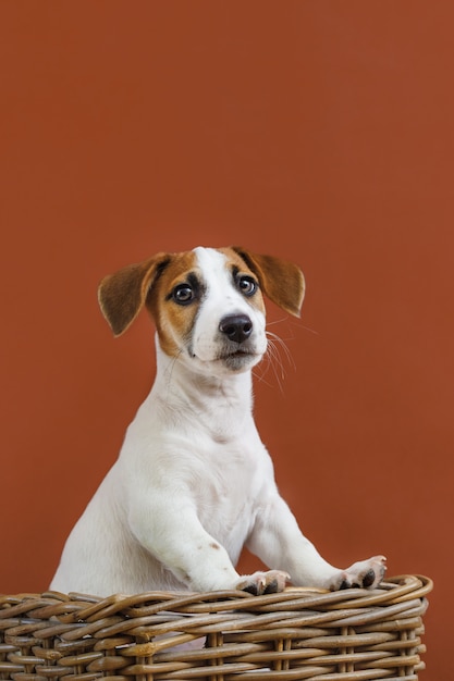 Ritratto sveglio del cucciolo di Jack Russell Terrier.