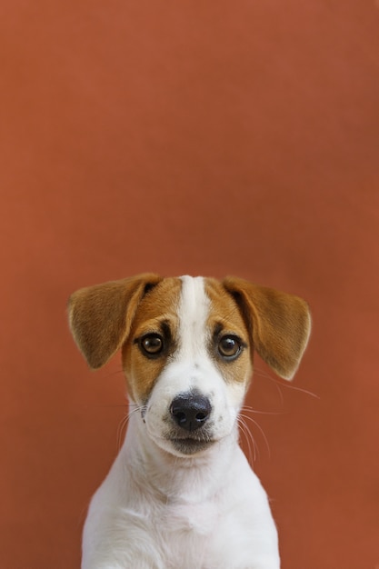 Ritratto sveglio del cucciolo di Jack Russell Terrier.