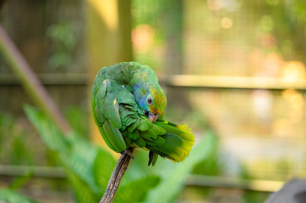 Ritratto verde del primo piano del pappagallo. Parco degli uccelli, fauna selvatica