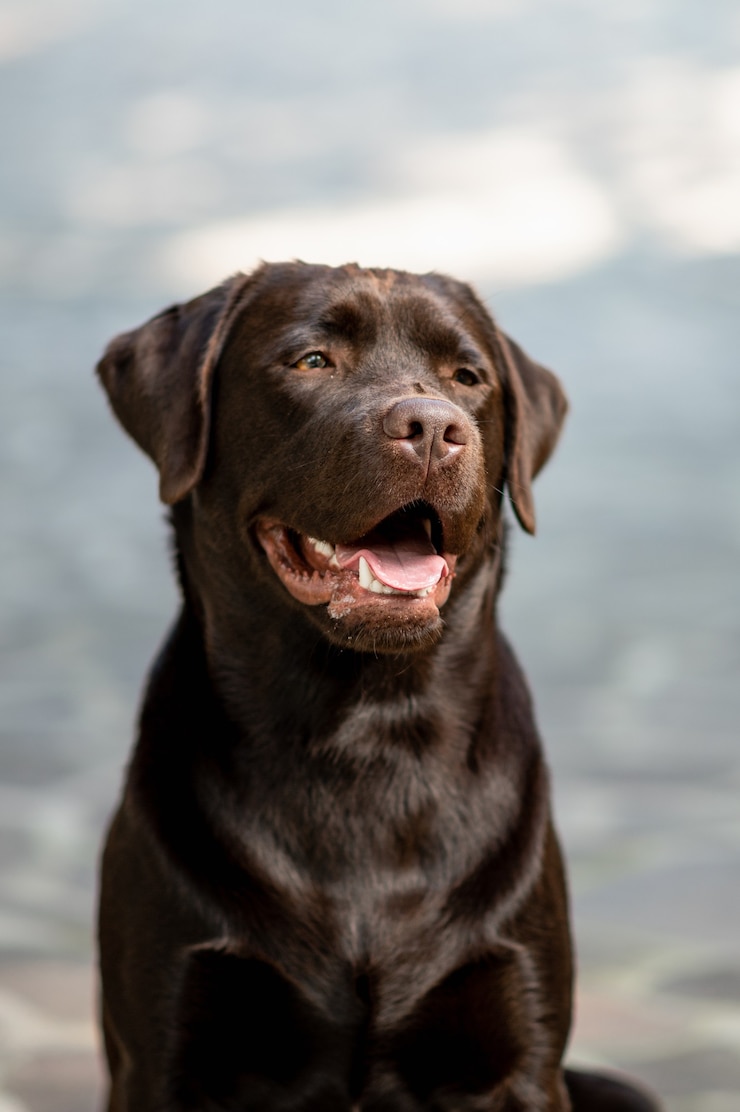 Foto ritratto verticale bellissimo cane di razza. documentalista di labrador del cioccolato che guarda l'obbiettivo.