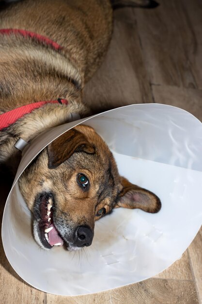 Ritratto verticale di un cane felice con collare elisabettiano sdraiato sul pavimento