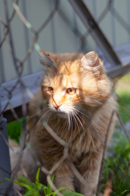 Ritratto verticale di un gatto zenzero dietro le sbarre.