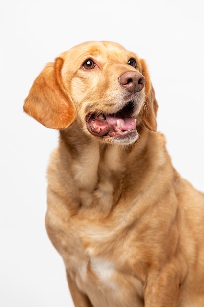 Ritratto verticale in studio da vicino di un labrador retriever sorridente su uno sfondo bianco