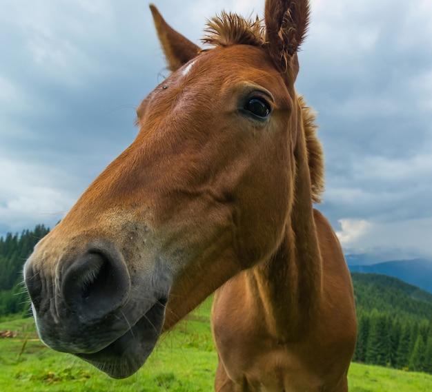 Ritratto vicino del cavallo di Brown in montagne