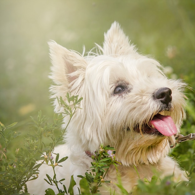 Ritratto West Highland Terrier bianco nel parco sull'erba.