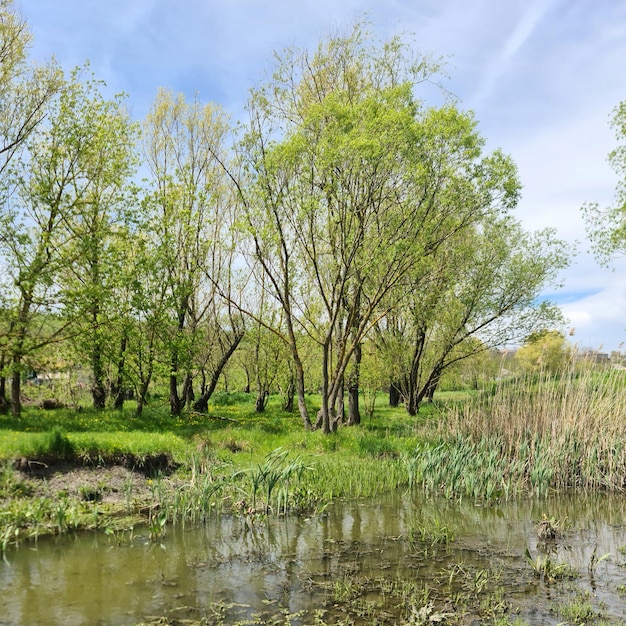 Riva del fiume di primavera