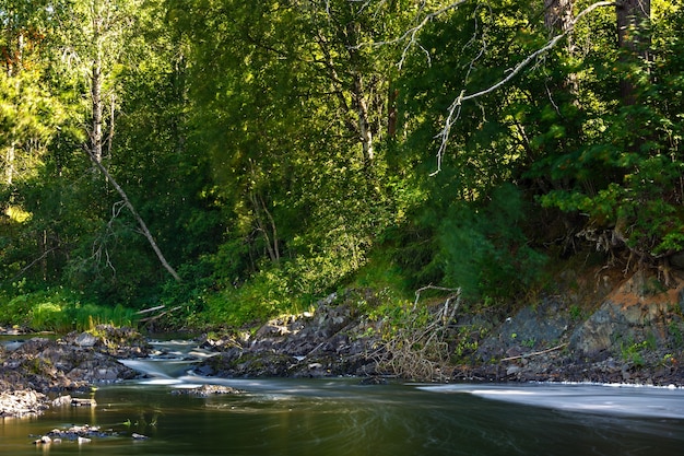 Riva del fiume roccioso con bosco misto