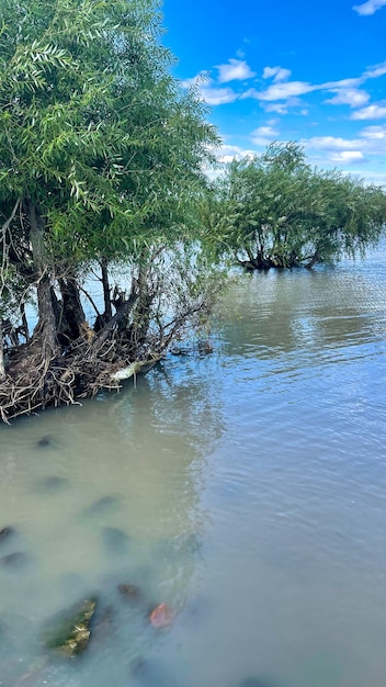 riva del lago, acqua alta, albero allagato