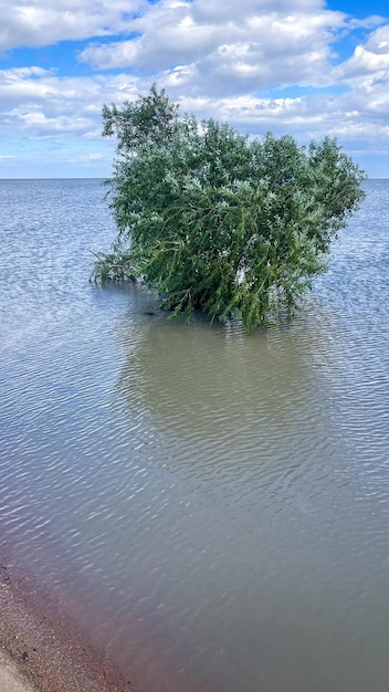 riva del lago, acqua alta, albero allagato