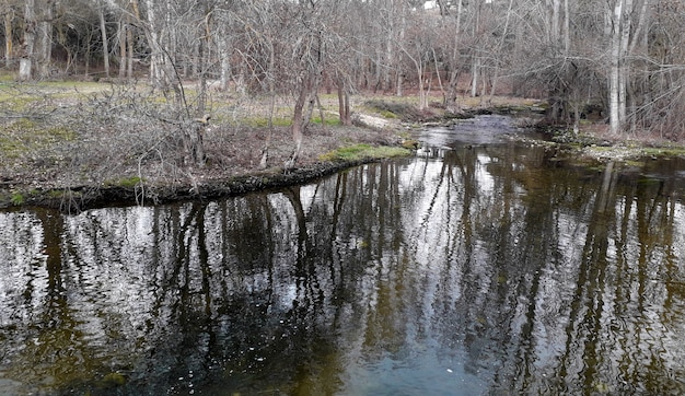 riva del lago con alberi secchi in inverno e acqua molto pulita