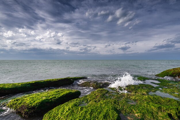 Riva del mare colorato con alghe verdi