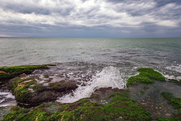 Riva del mare colorato con alghe verdi