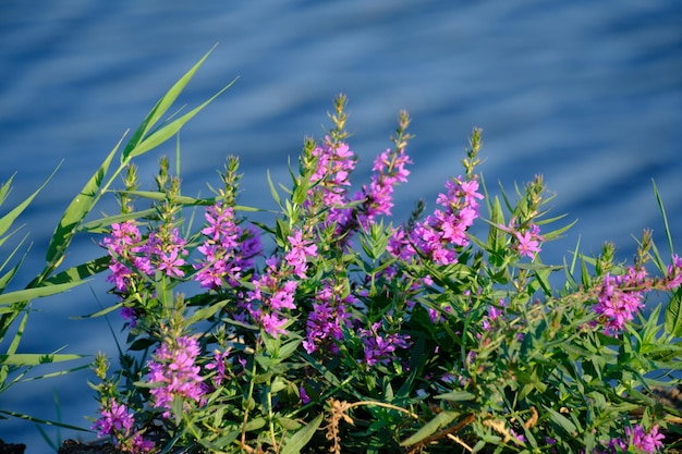 Riva di fiori di campo rosa e sullo sfondo del fiume blu