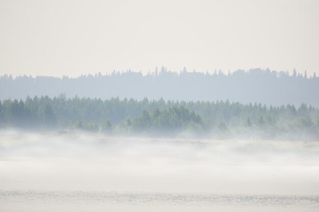 Riva selvaggia del fiume con prato e alberi nella nebbia mattutina