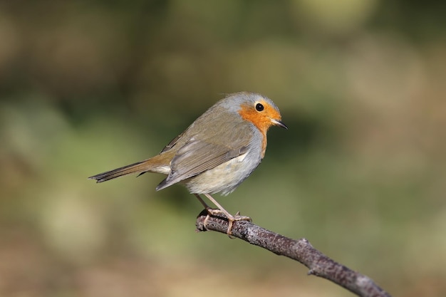 Robin diversificato