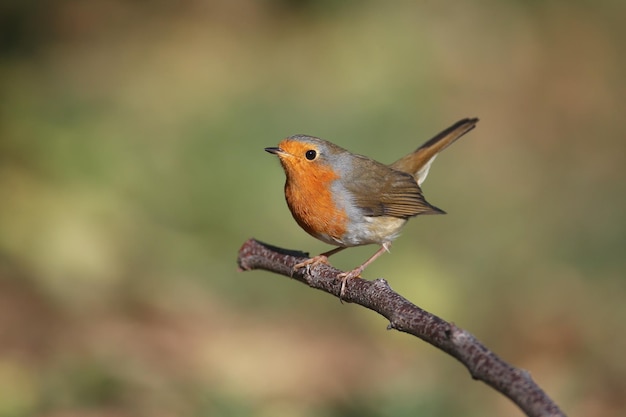 Robin diversificato