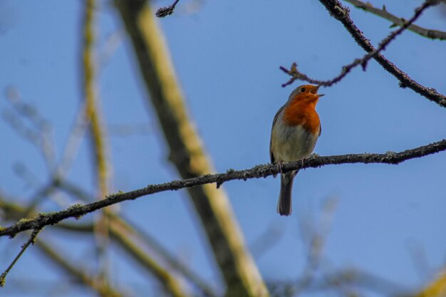 Robin Erithacus rubecula appoggiato su un ramo d'albero all'aperto