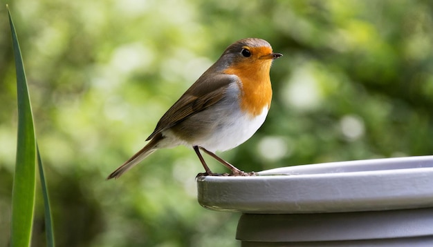 Robin fotografico europeo seduto su un legno in un giardino