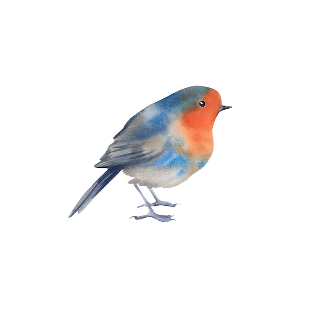 Robin Illustrazione acquerello su sfondo isolato Uccelli invernali Il mondo animale