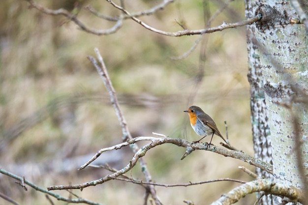 Robin su un ramo nel Parco Nazionale darss Piumaggio colorato del piccolo uccello canoro
