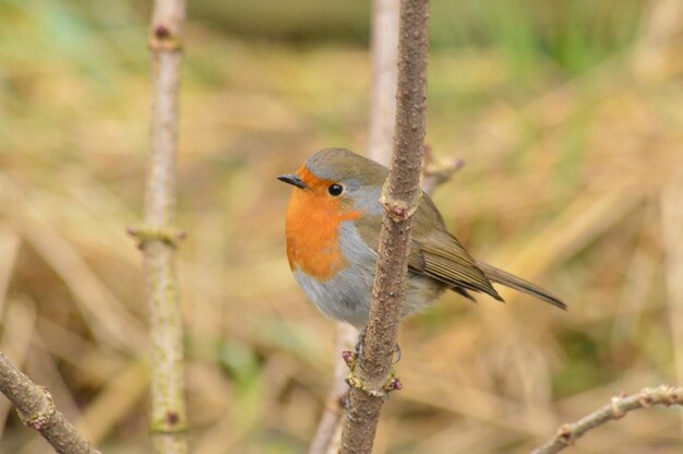 Robin su un ramo