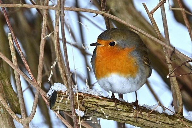 Robin su un ramo