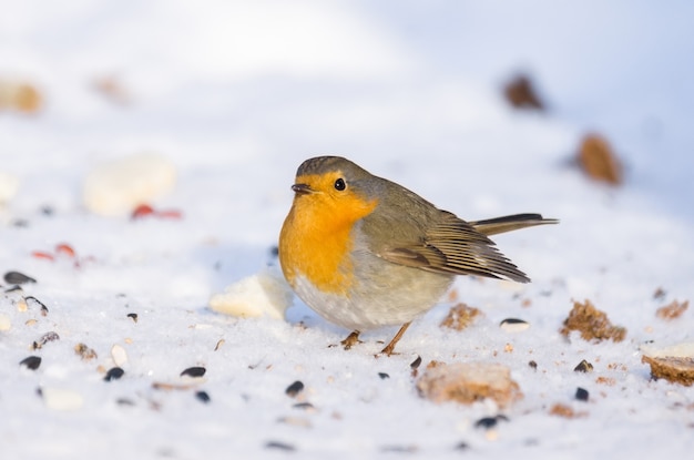 Robin su un ramo