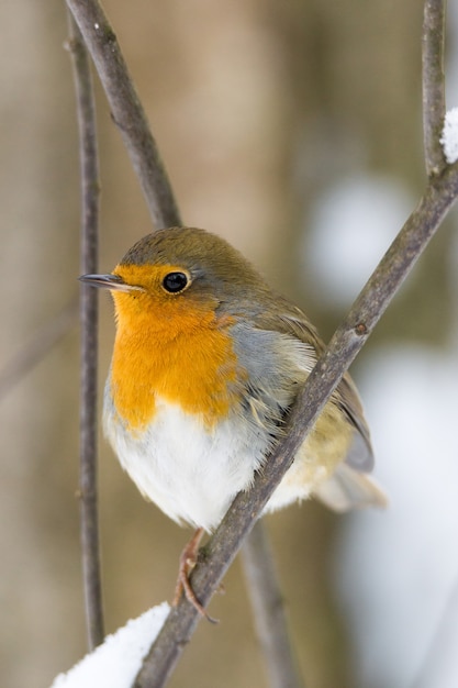 Robin su un ramo