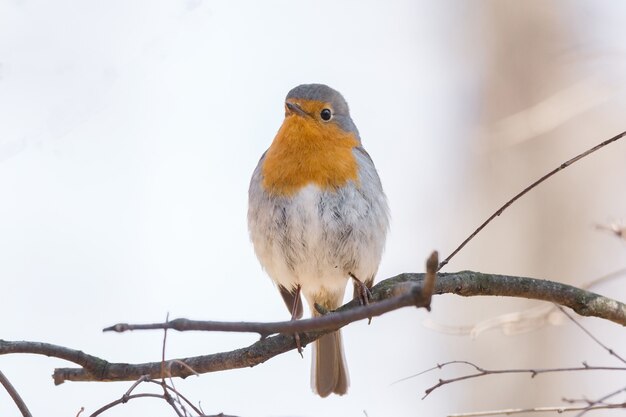 Robin su un ramo