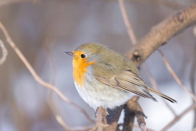 Robin su un ramo