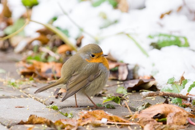 Robin su un ramo