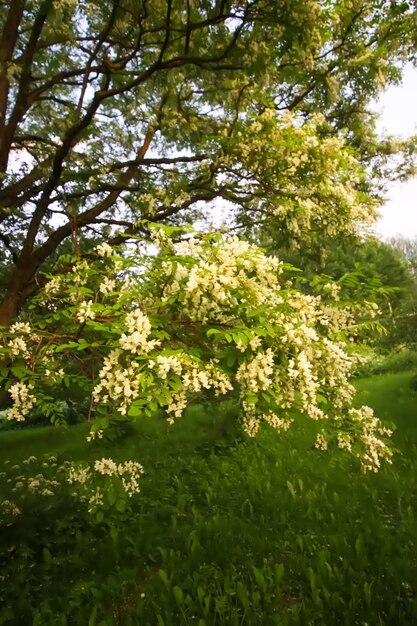 Robinia pseudoacacia alberi di falsa acacia in fiore