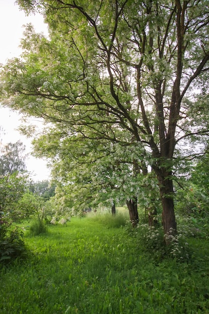 Robinia pseudoacacia alberi di falsa acacia in fiore