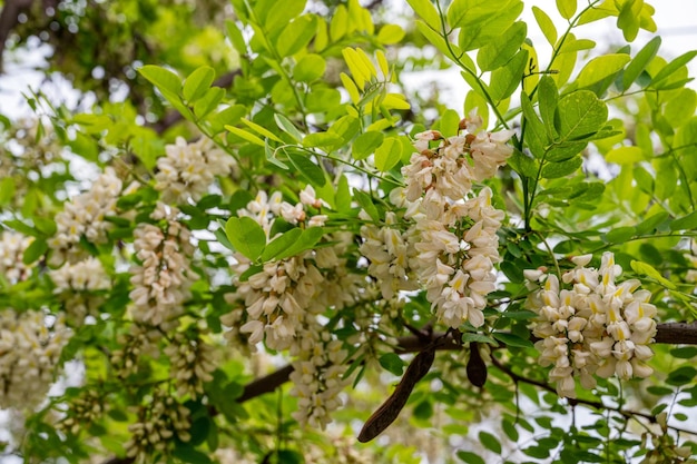 Robinia pseudoacacia o foto di clouseup di robinia