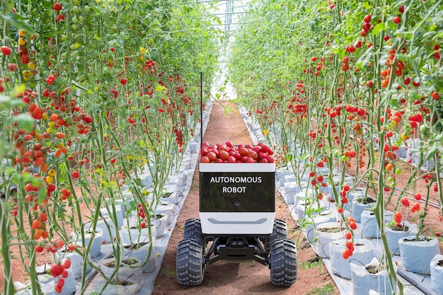 Robot autonomo per mini camion per la raccolta di pomodori in giardino agricolo Tecnologia futura con concetto di agricoltura intelligente