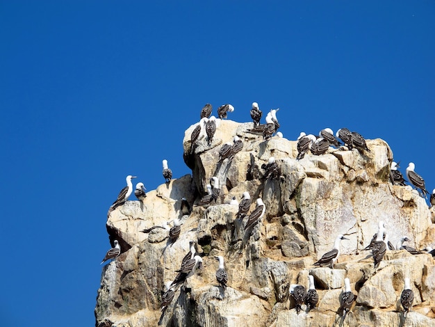 Rocce con animali nell'Oceano Pacifico Paracas Perù