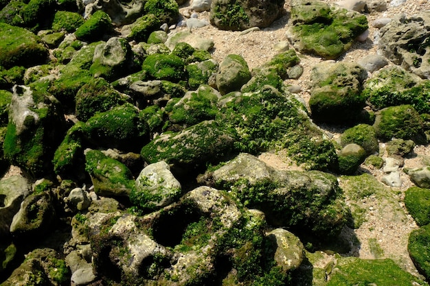 rocce coperte di muschio sulla spiaggia ai tropici. calcare bianco di forma irregolare. spiaggia sabbiosa.