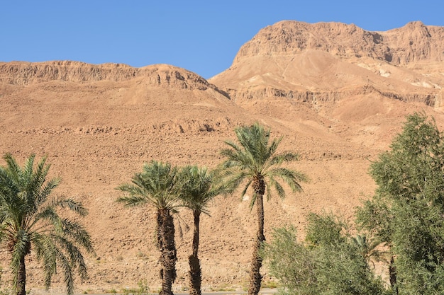 Rocce del deserto della Giudea vicino a Masada Park