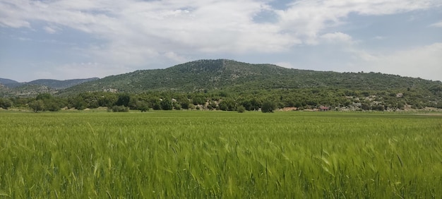 Rocce di erba di vista di montagna del paesaggio e altri