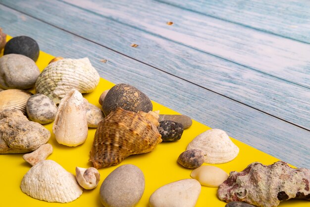 Rocce e conchiglie nel concetto di spiaggia