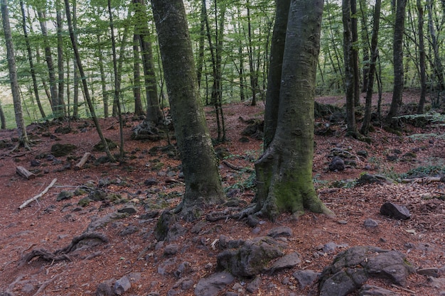 Rocce e tronchi in una foresta di faggi