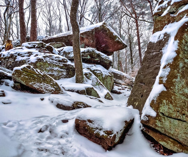 Rocce innevate nella foresta