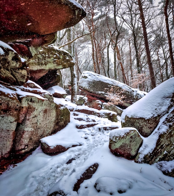 Rocce innevate nella foresta