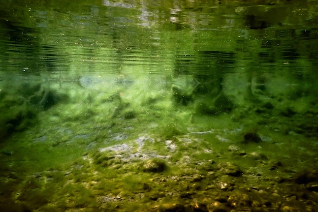 Rocce sott'acqua sul letto del fiume ricoperte di alghe verdi, qualità dell'acqua