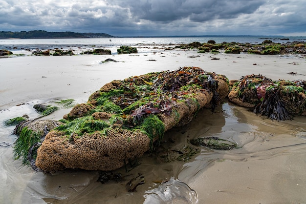 Rocce verdi conchiglie di alghe e piccoli ruscelli sulla sabbia di una spiaggia con la bassa marea in una giornata nuvolosa