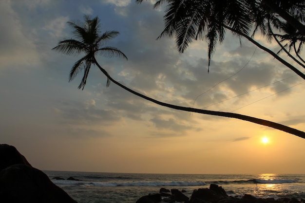 Roccia e palma a Dalawella Beach in un'ora del tramonto nello Sri Lanka